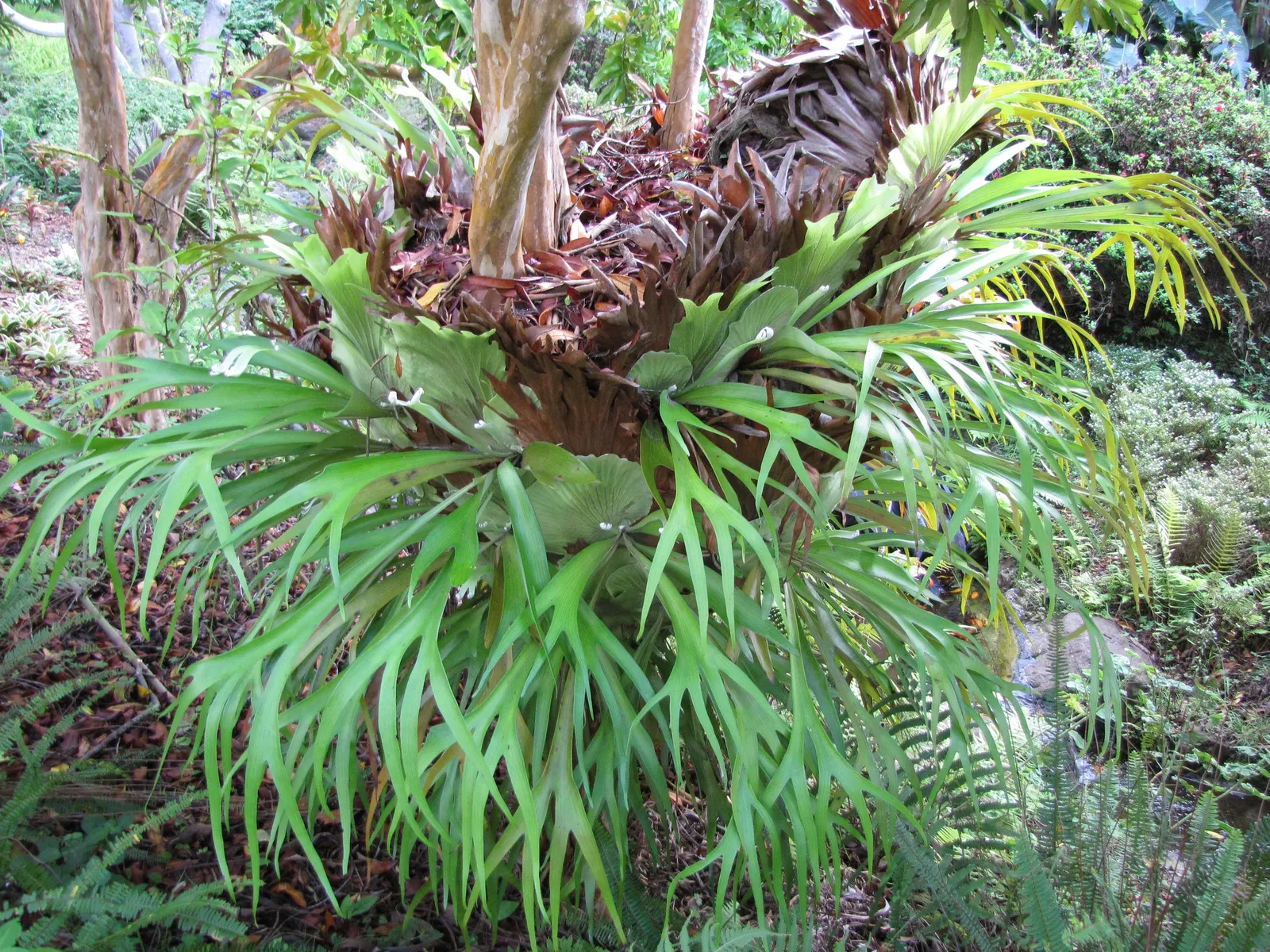 Staghorn Fern (Platycerium Bifurcatum) — The fern generally showcases two types of fronds: the sterile