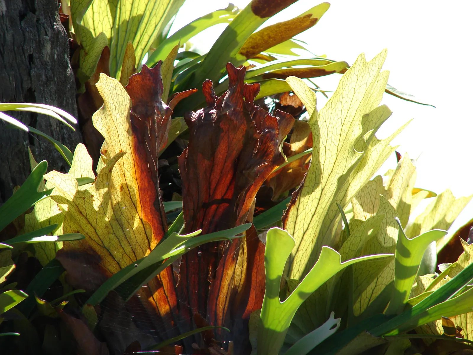 Staghorn Fern (Platycerium Bifurcatum) — With fertile fronds reaching up to 3 ft in length; as such, north-facing walls or trees that provide filtered sunlight