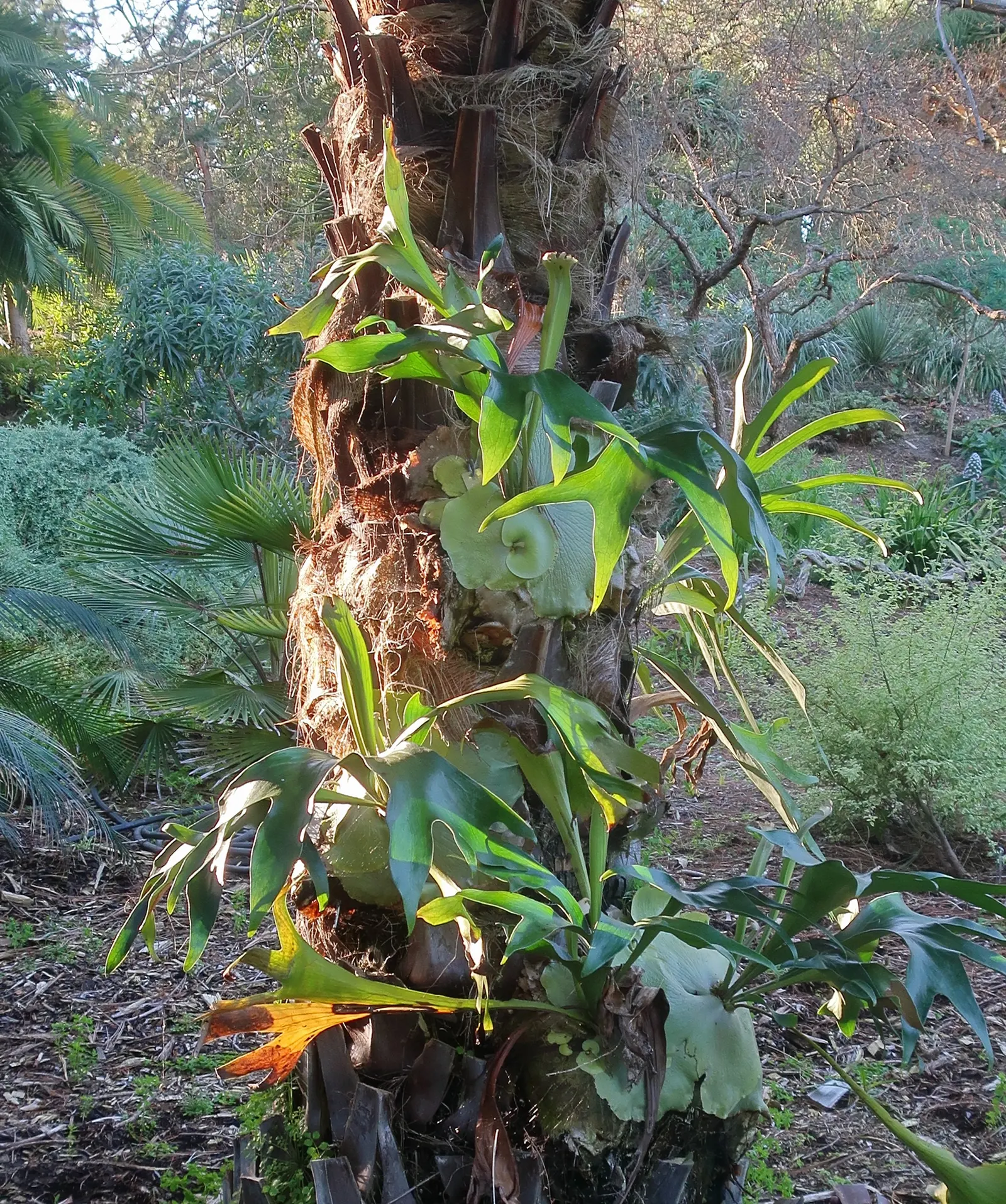 Staghorn Fern (Platycerium Bifurcatum) — The fern generally showcases two types of fronds: the sterile, image 58