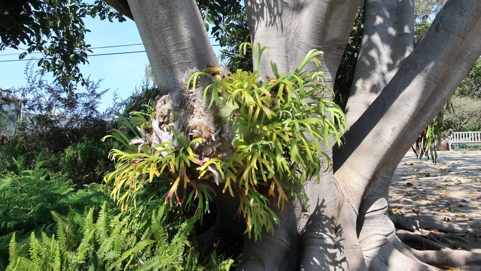 Staghorn Fern (Platycerium Bifurcatum) — keep in mind it prefers indirect light and high humidity; mimicking its native tropical habitat, image 85