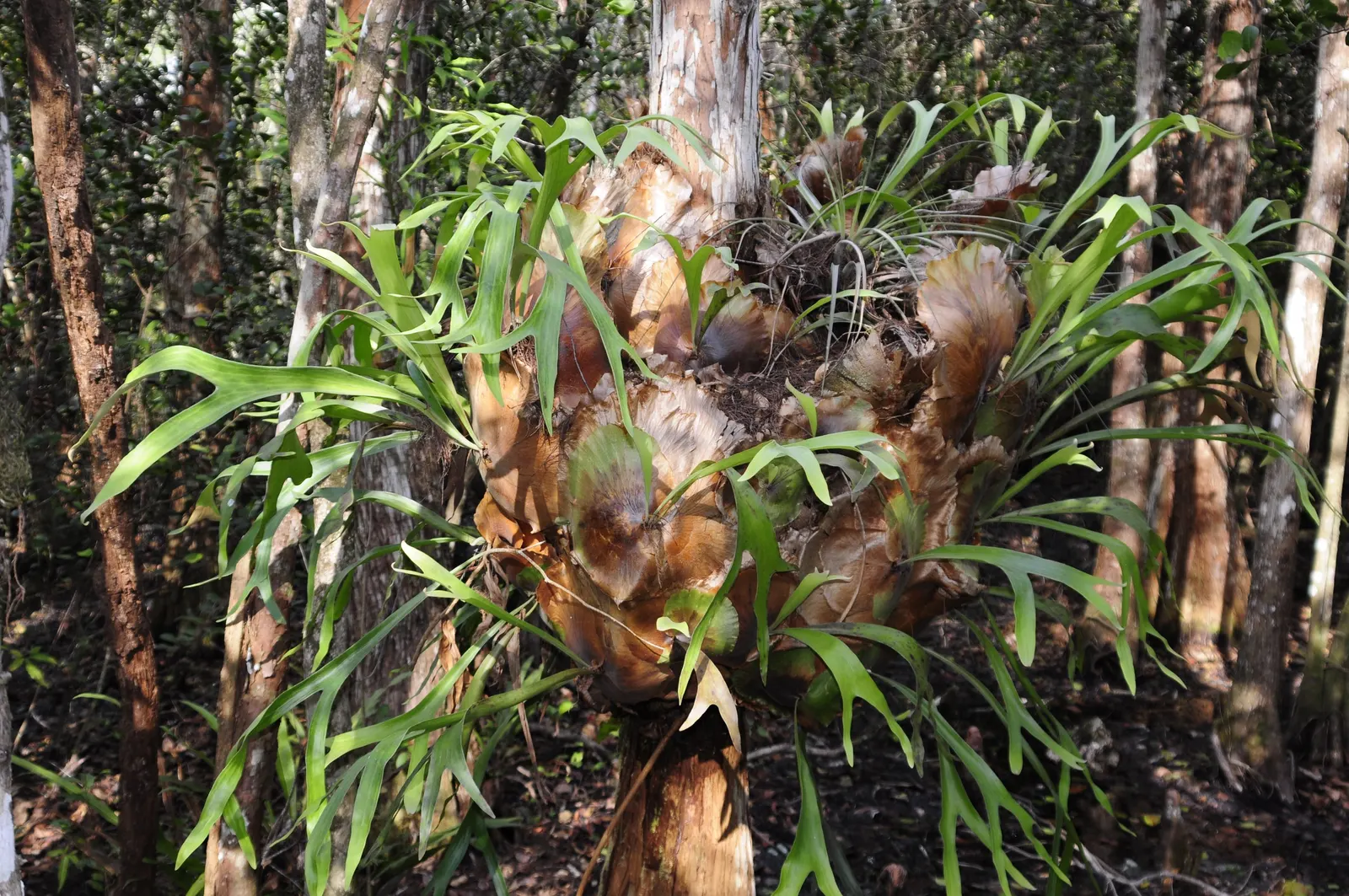 Staghorn Fern (Platycerium Bifurcatum) — Watering requirements typically involve misting several times a week rather than traditional soil watering