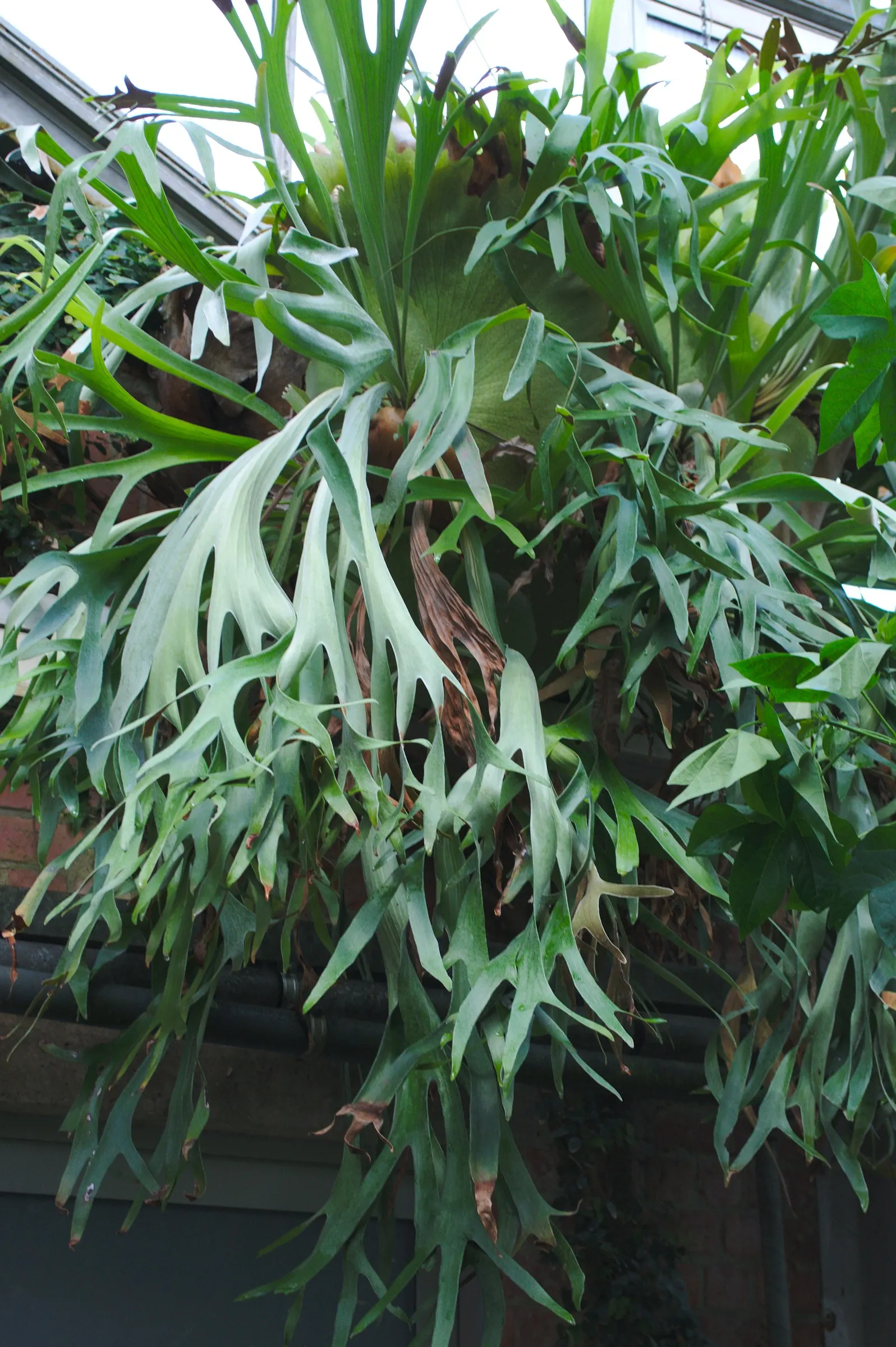 Staghorn Fern (Platycerium Bifurcatum) — foliar fronds which are the elongated