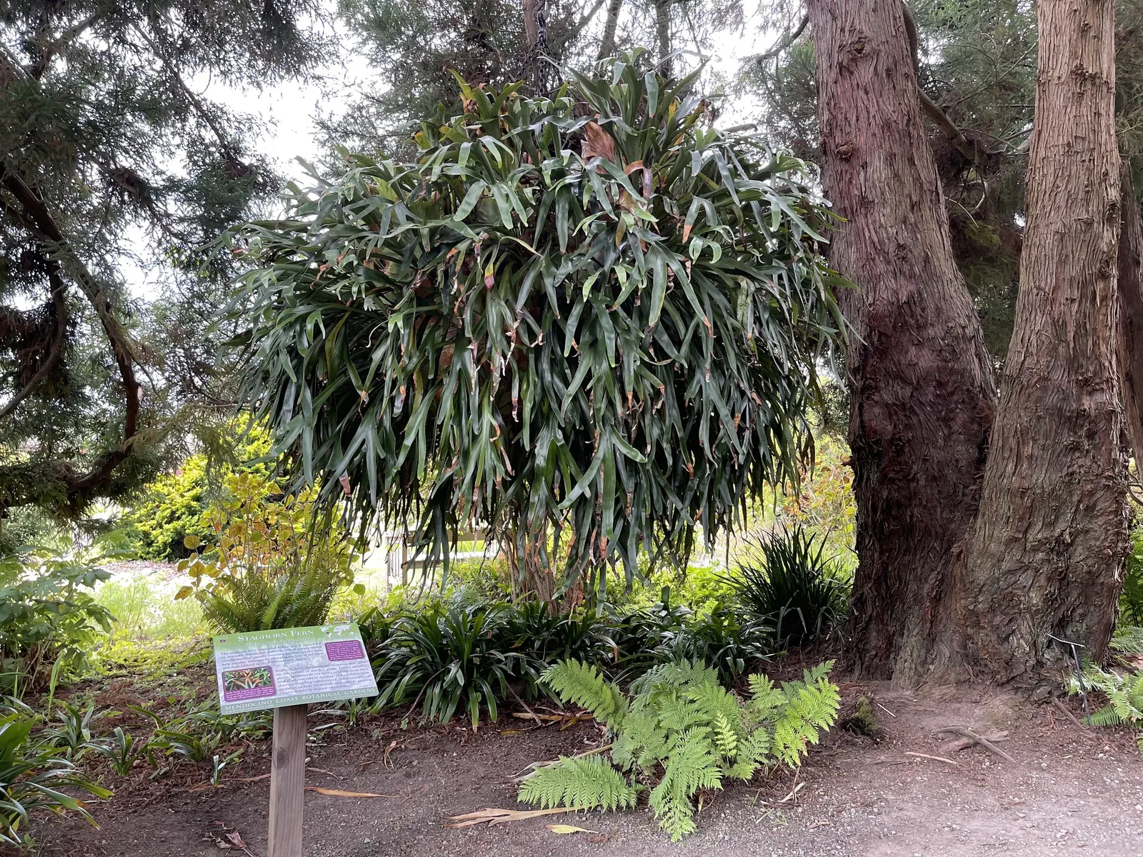 Staghorn Fern (Platycerium Bifurcatum) — it thrives in high humidity and indirect light; keep in mind it prefers indirect light and high humidity, image 75