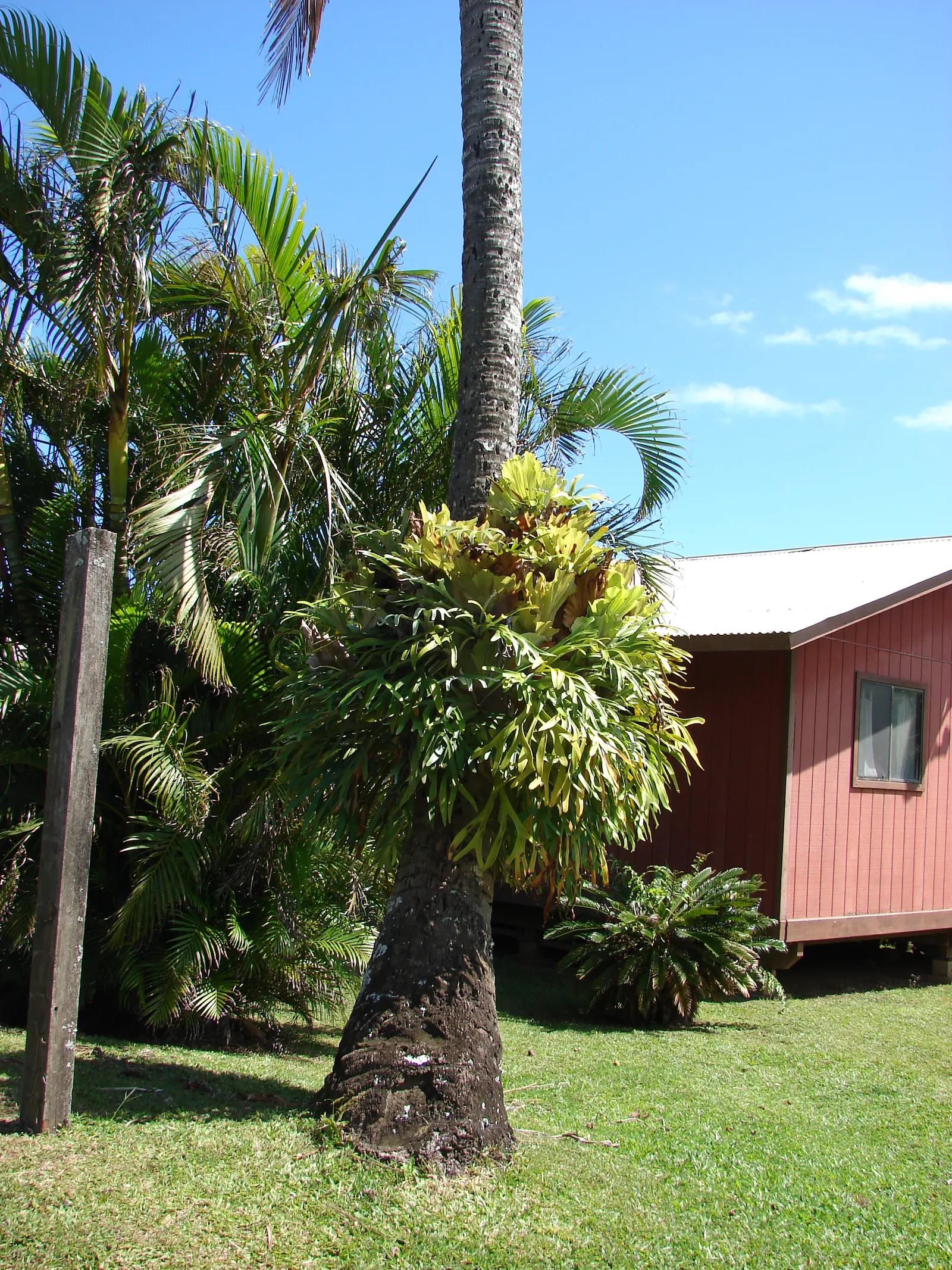 Staghorn Fern (Platycerium Bifurcatum) — requiring minimal soil and mounting on organic materials like wood for optimal growth; fern for half, image 53