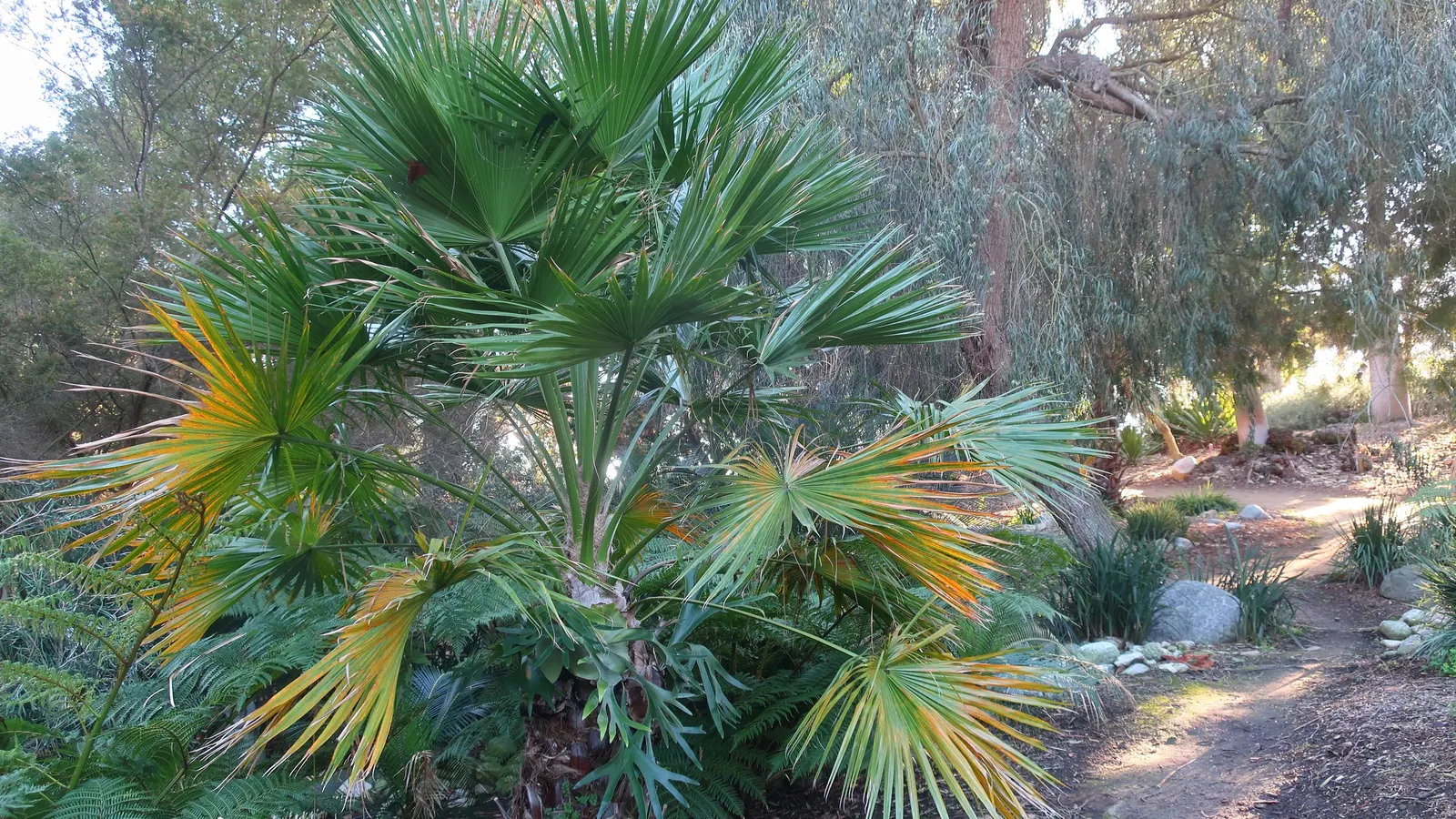 Staghorn Fern (Platycerium Bifurcatum) — mimicking its native tropical habitat; commonly known as Staghorn Fern
