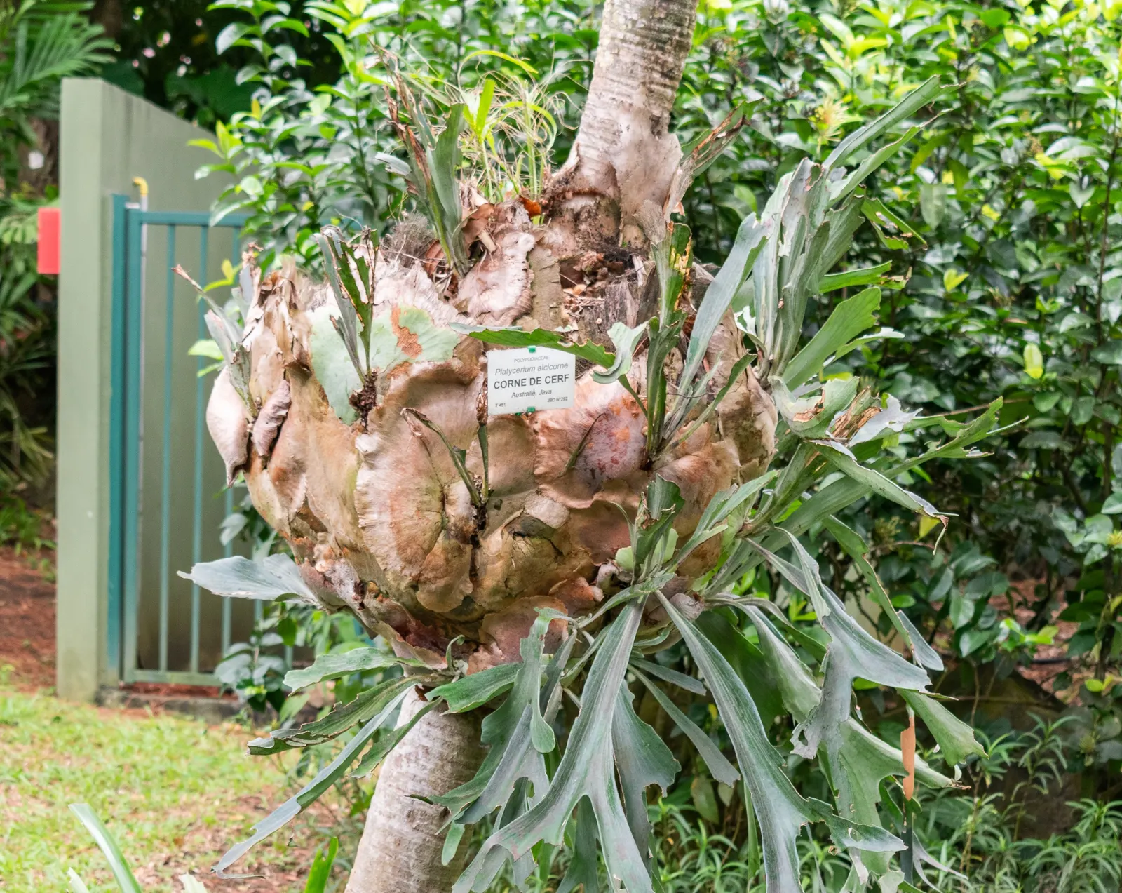 Staghorn Fern (Platycerium Bifurcatum) — sure to impress and enchant for years to come; basal fronds which grow close to the mounting surface