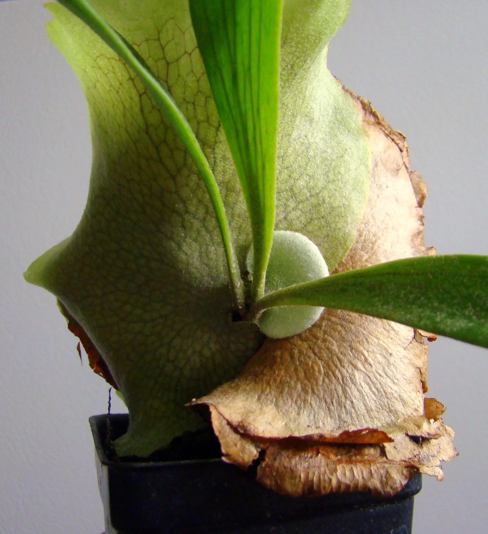 Staghorn Fern (Platycerium Bifurcatum) — this fern offers a dramatic vertical element to shaded landscapes; is an epiphytic specimen prized for its, image 96