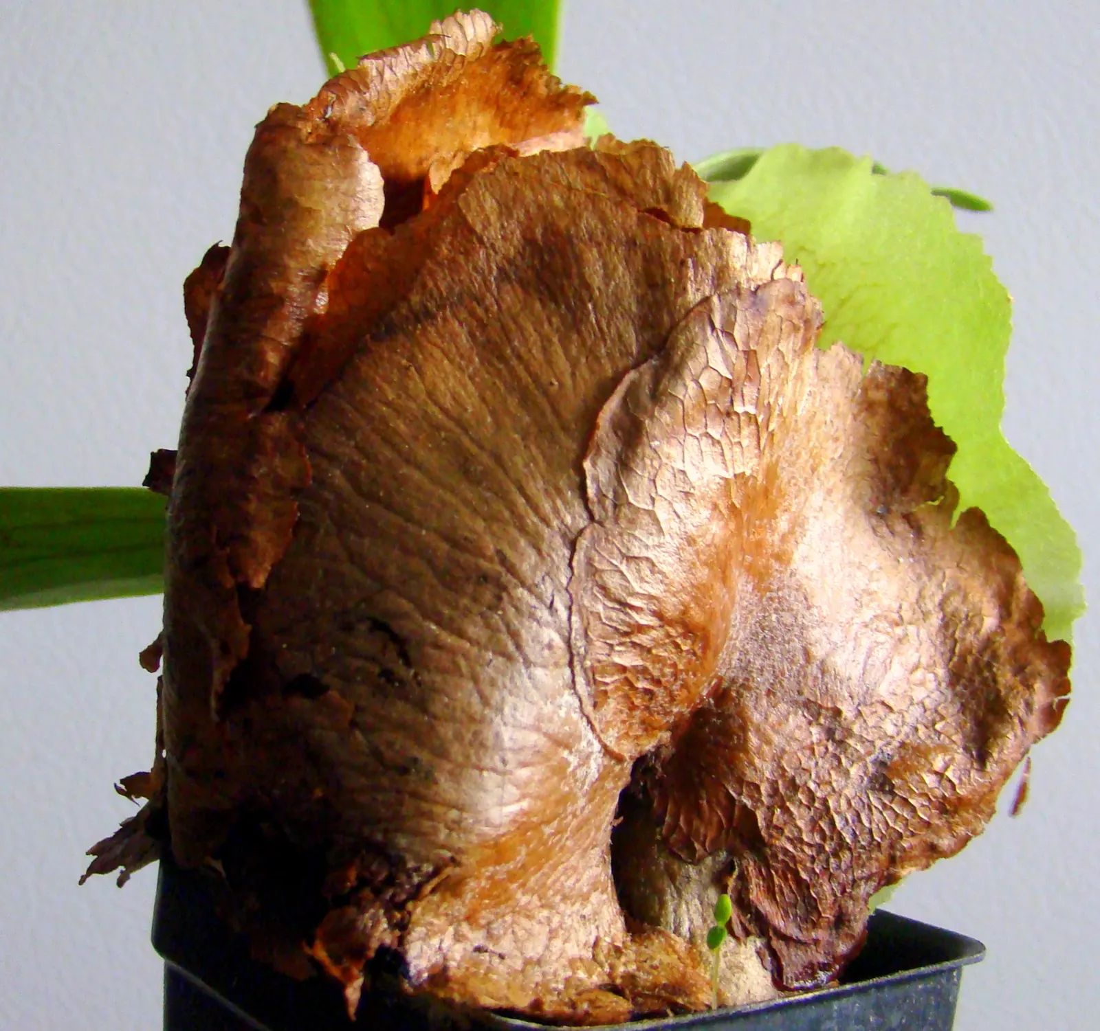 Staghorn Fern (Platycerium Bifurcatum) — fern for half; watering requirements typically involve misting several times a week rather than, image 92