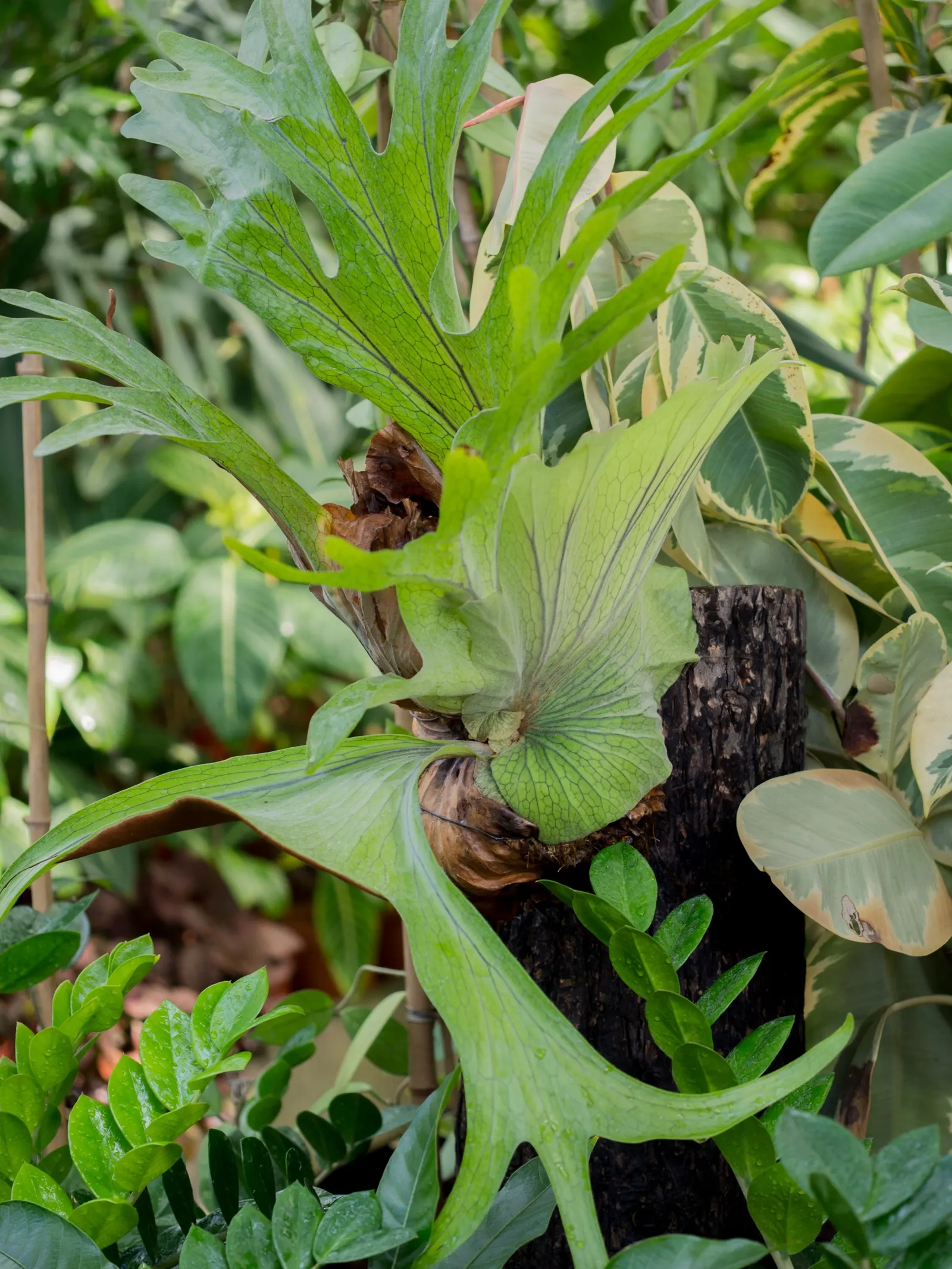 Staghorn Fern (Platycerium Bifurcatum) — is an epiphytic specimen prized for its distinctive forked fronds that resemble deer antlers; appreciating, image 117