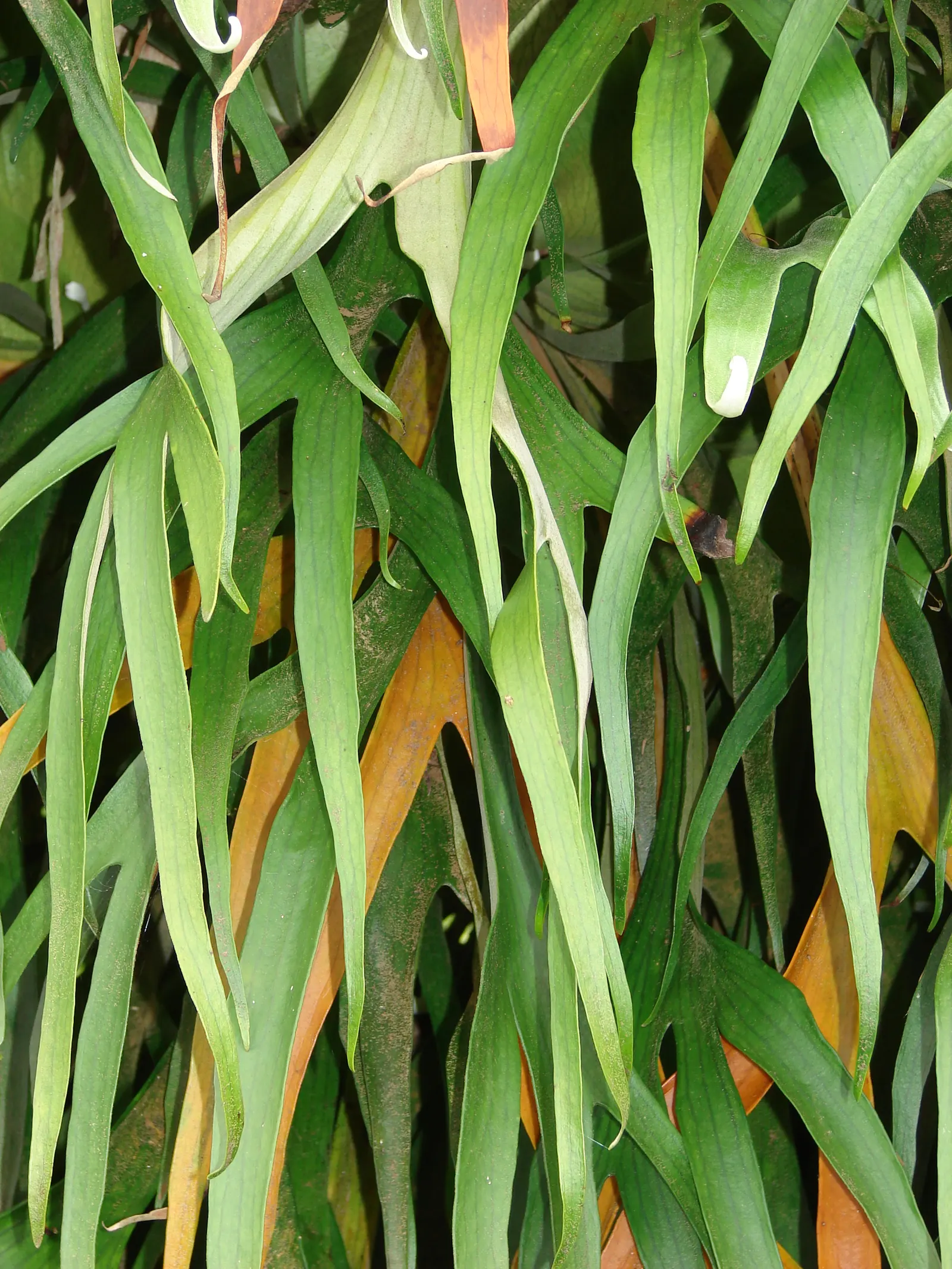 Staghorn Fern (Platycerium Bifurcatum) — sure to impress and enchant for years to come; basal fronds which grow close to the mounting surface, image 91
