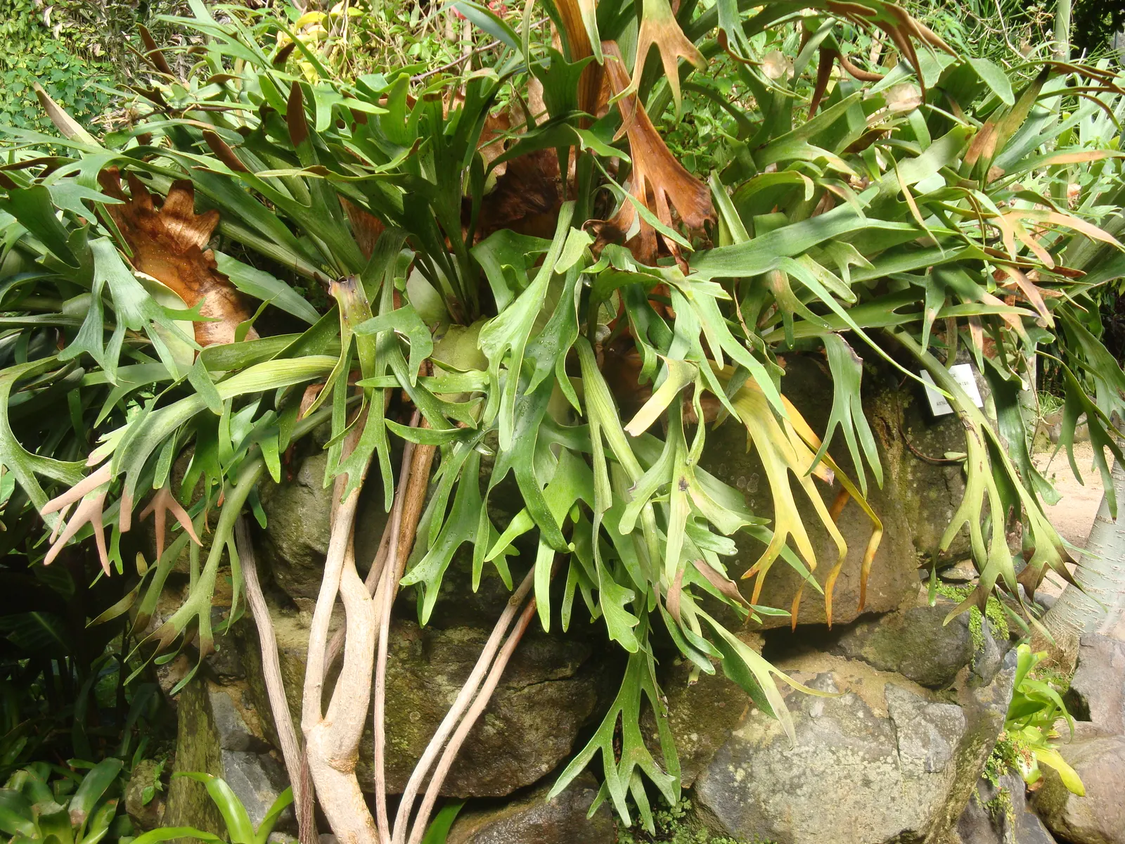 Staghorn Fern (Platycerium Bifurcatum) — fern for half; watering requirements typically involve misting several times a week rather than traditional soil