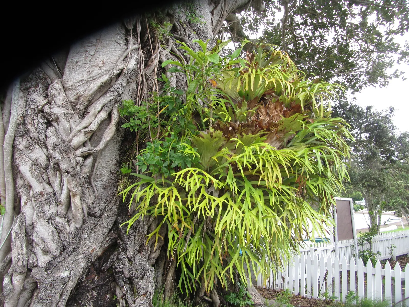 Staghorn Fern (Platycerium Bifurcatum) — this fern offers a dramatic vertical element to shaded landscapes; is an epiphytic specimen prized for its distinctive