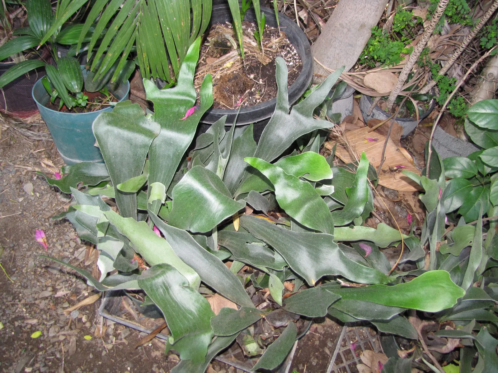 Staghorn Fern (Platycerium Bifurcatum) — bifurcated structures projecting outward.<br><br>When incorporating the Staghorn Fern into landscape design; this