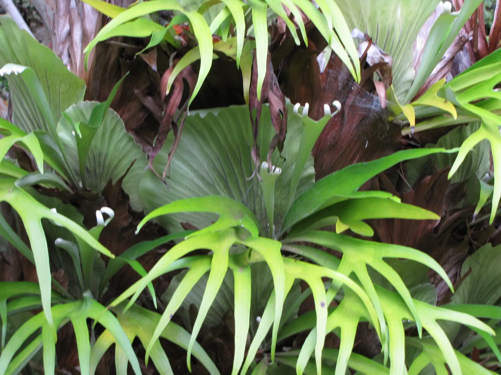 Staghorn Fern (Platycerium Bifurcatum) — basal fronds which grow close to the mounting surface; with foliar fronds reaching lengths up to 3 feet, image 59