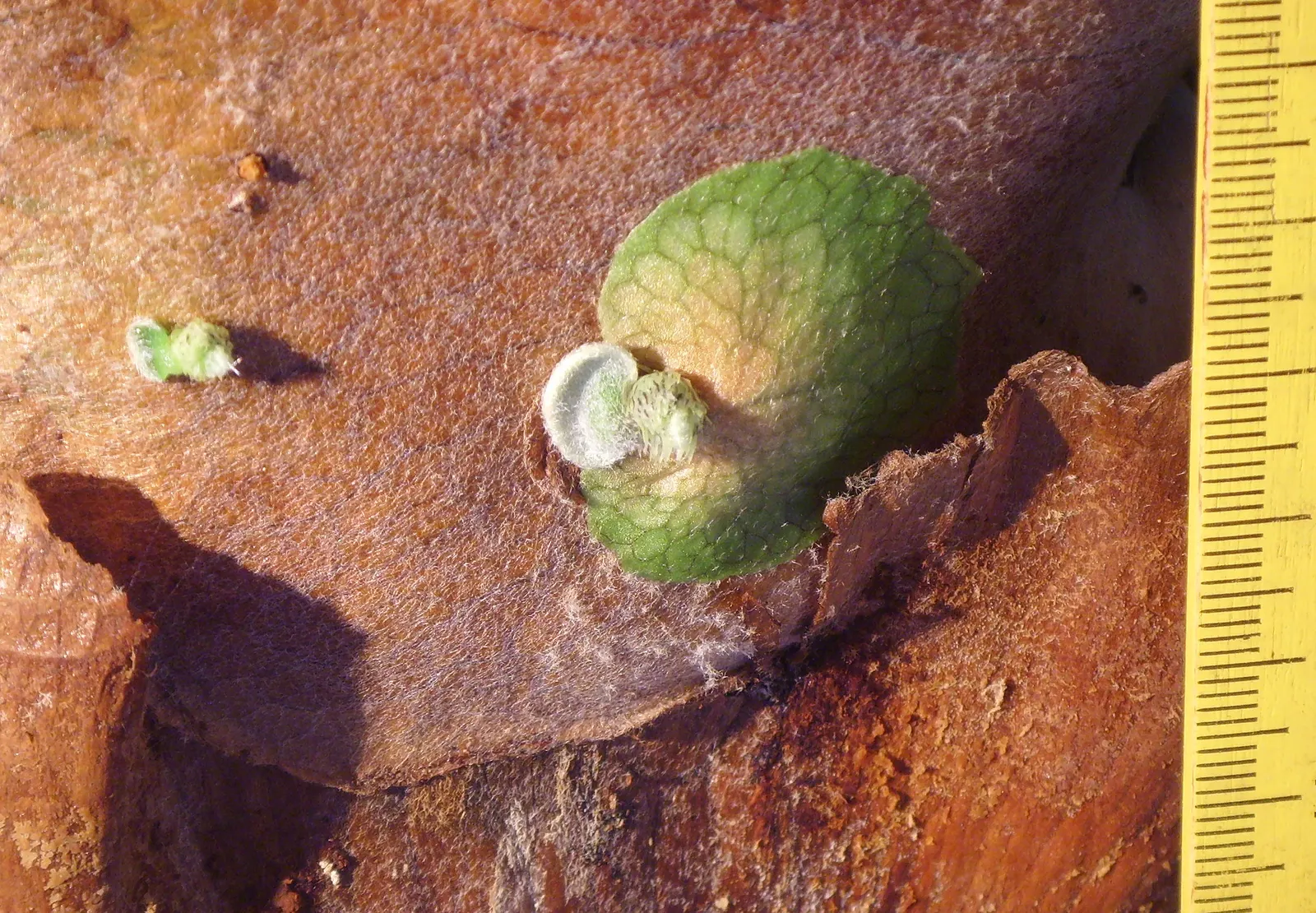 Staghorn Fern (Platycerium Bifurcatum) — Named for its distinctive; foliar fronds which are the elongated, image 124