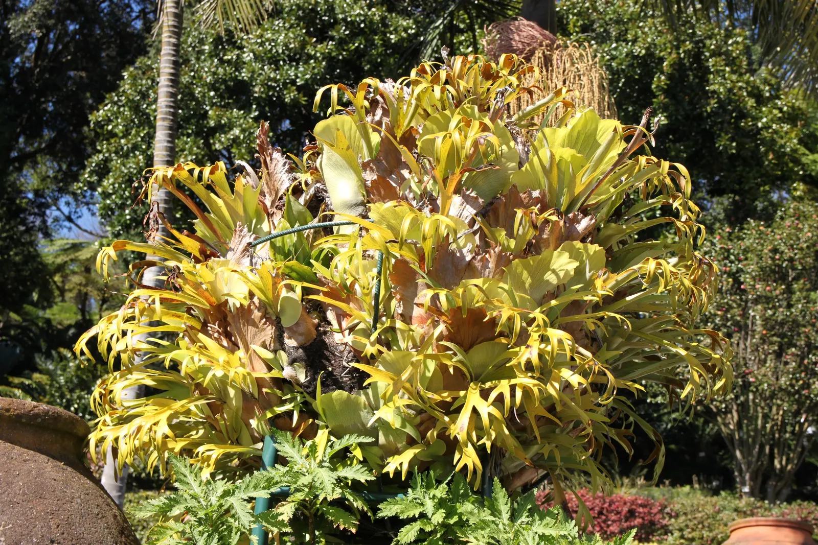 Staghorn Fern (Platycerium Bifurcatum) — The fern generally showcases two types of fronds: the sterile, image 81