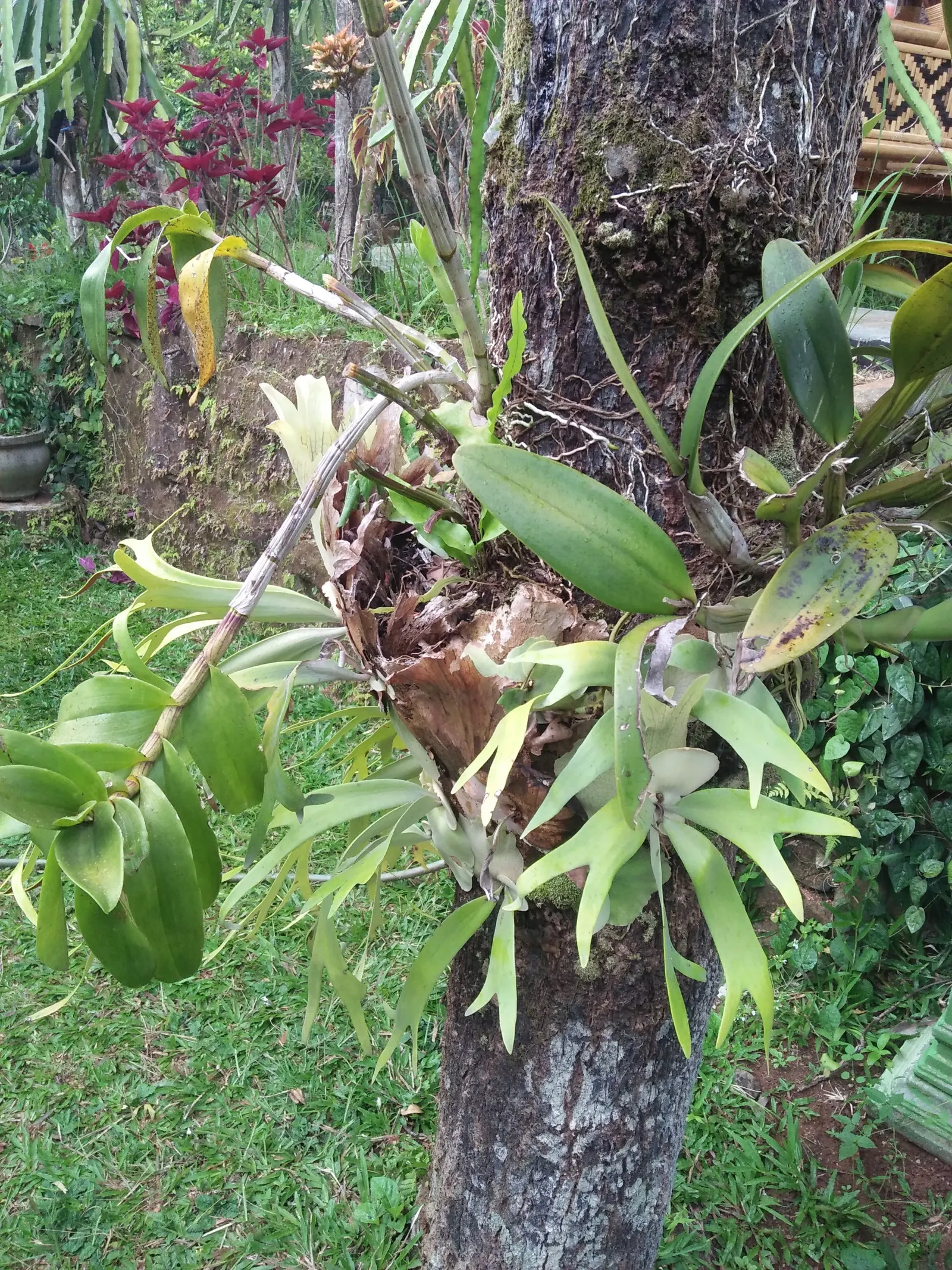 Staghorn Fern (Platycerium Bifurcatum) — is an epiphytic specimen prized for its distinctive forked fronds that resemble deer antlers; appreciating, image 71
