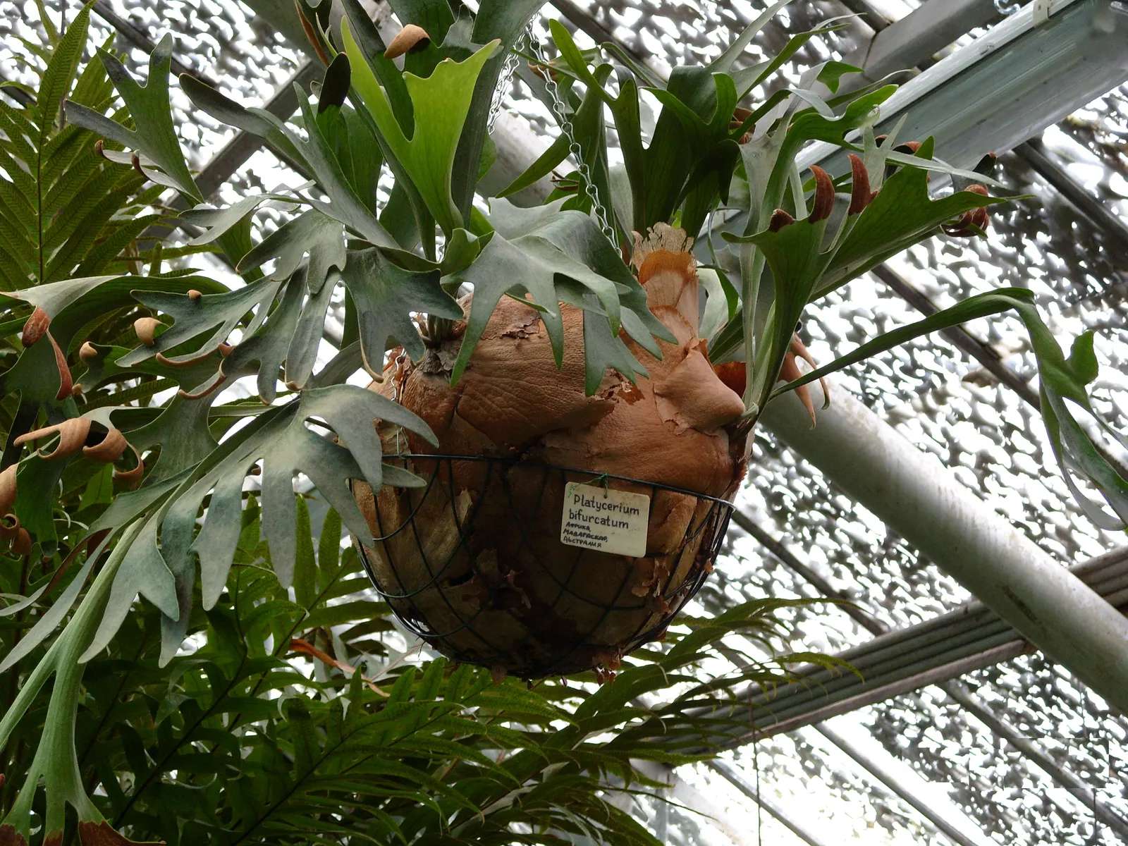Staghorn Fern (Platycerium Bifurcatum) — Watering requirements typically involve misting several times a week rather than traditional soil, image 66