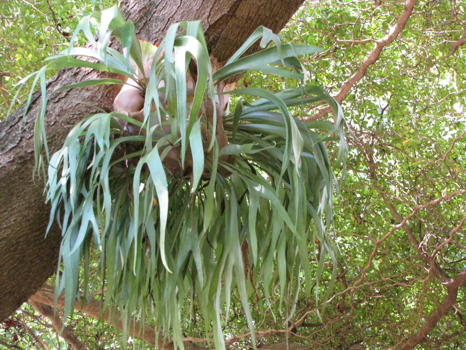 Staghorn Fern (Platycerium Bifurcatum) — Named for its distinctive; foliar fronds which are the elongated