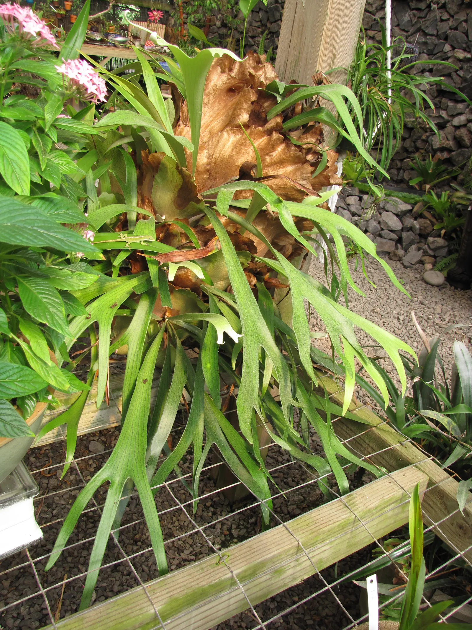 Staghorn Fern (Platycerium Bifurcatum) — it thrives in high humidity and indirect light; keep in mind it prefers indirect light and high humidity