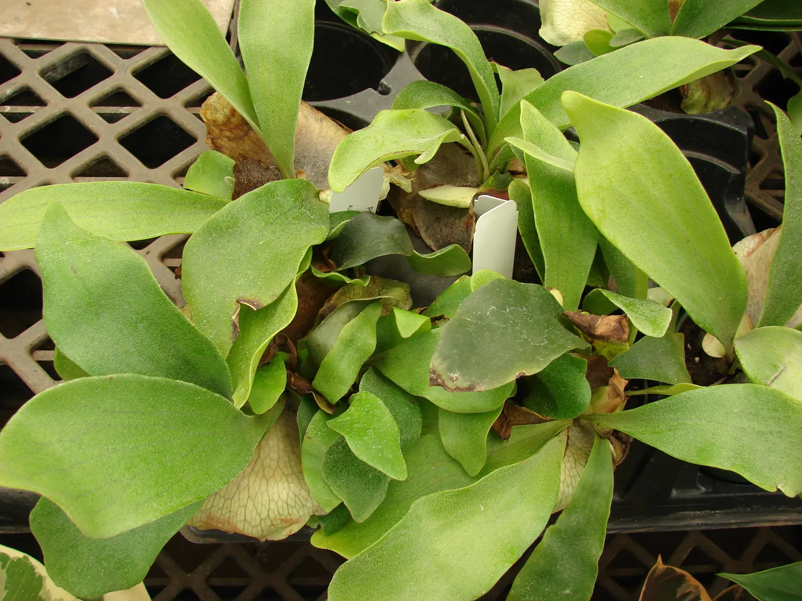Staghorn Fern (Platycerium Bifurcatum) — commonly known as Staghorn Fern; this fern offers a dramatic vertical element to shaded landscapes, image 93