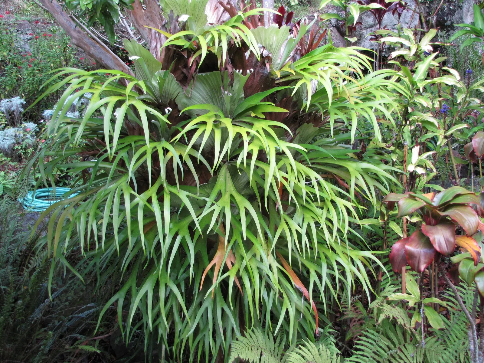 Staghorn Fern (Platycerium Bifurcatum) — this fern offers a dramatic vertical element to shaded landscapes; is an epiphytic specimen prized for its, image 50