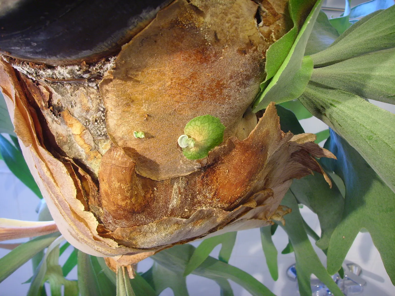 Staghorn Fern (Platycerium Bifurcatum) — this fern offers a dramatic vertical element to shaded landscapes; is an epiphytic specimen prized for its, image 73