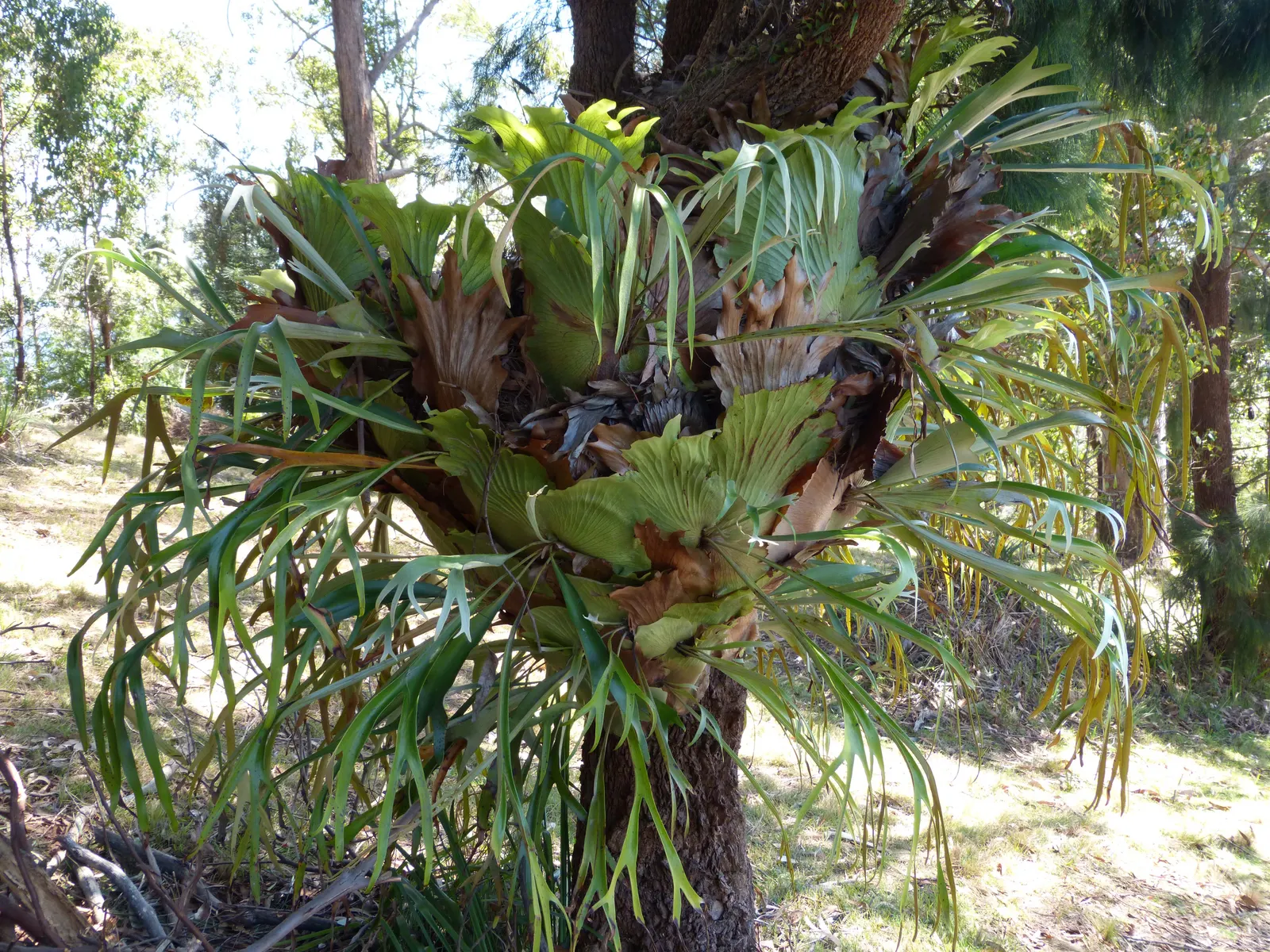 Staghorn Fern (Platycerium Bifurcatum) — foliar fronds which are the elongated; with fertile fronds reaching up to 3 ft in length, image 129