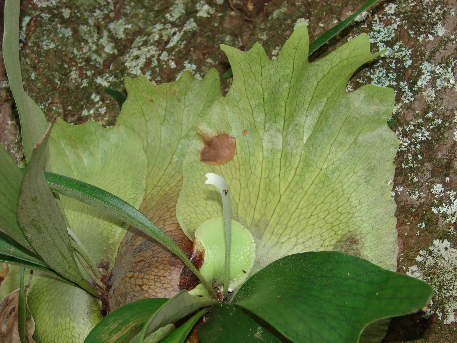 Staghorn Fern (Platycerium Bifurcatum) — requiring minimal soil and mounting on organic materials like wood for optimal growth; fern for half, image 99