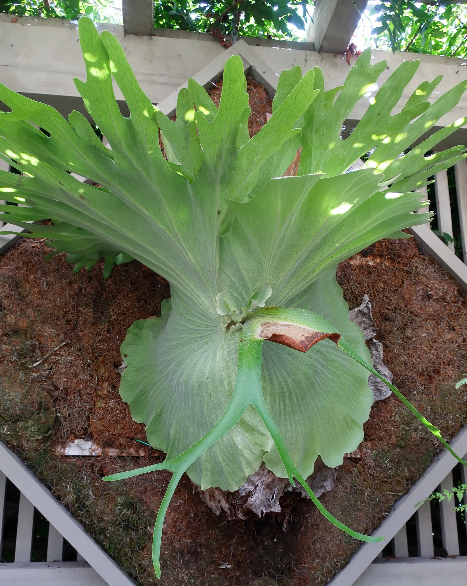Staghorn Fern (Platycerium Bifurcatum) — it thrives in high humidity and indirect light; keep in mind it prefers indirect light and high humidity, image 52