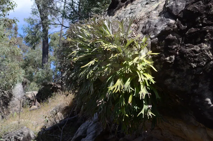 Staghorn Fern (Platycerium Bifurcatum) — this epiphytic fern thrives in USDA hardiness zones 9-12; its unique visual impact and growth habit make, image 125