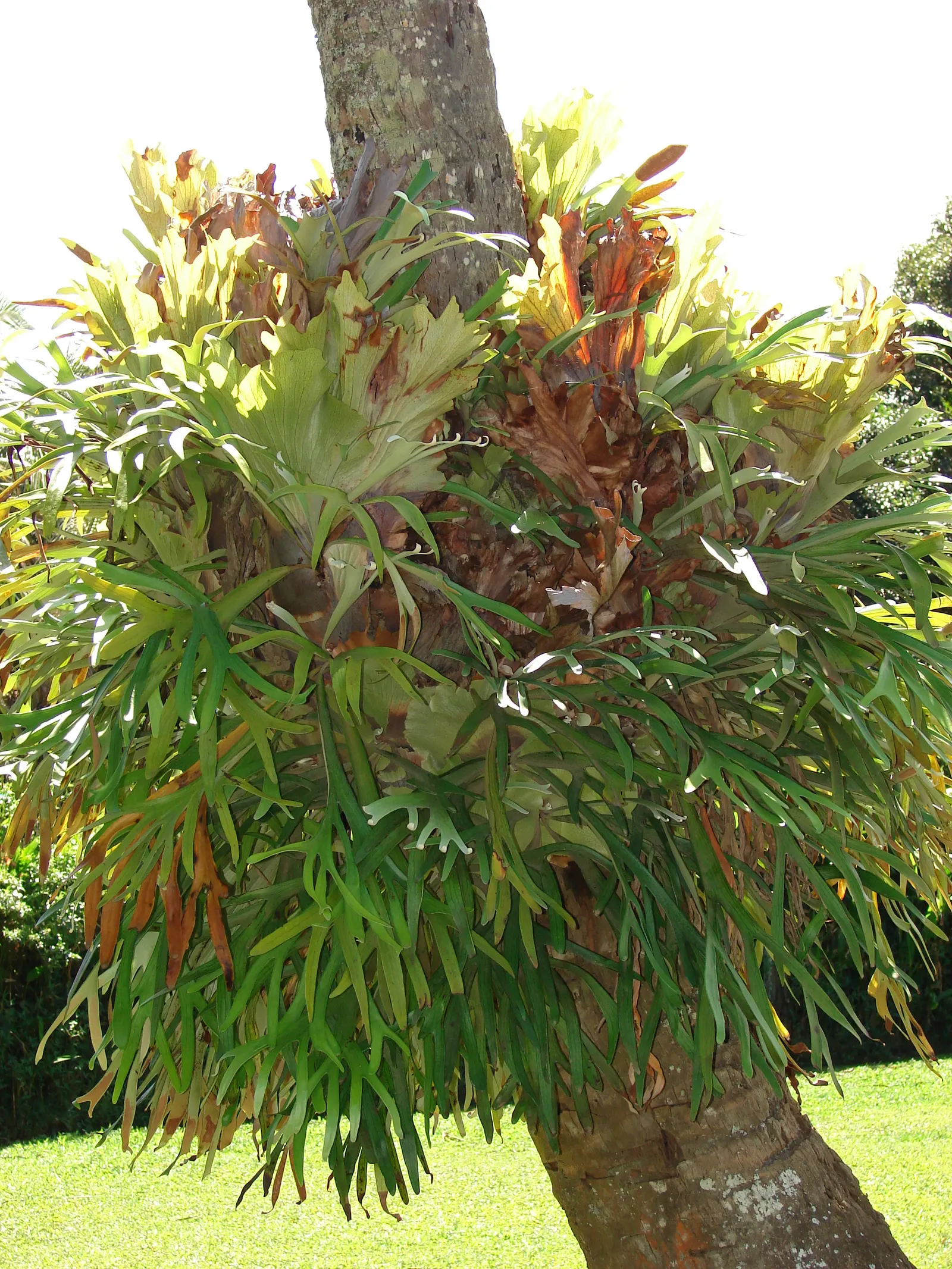 Staghorn Fern (Platycerium Bifurcatum) — requiring minimal soil and mounting on organic materials like wood for optimal growth