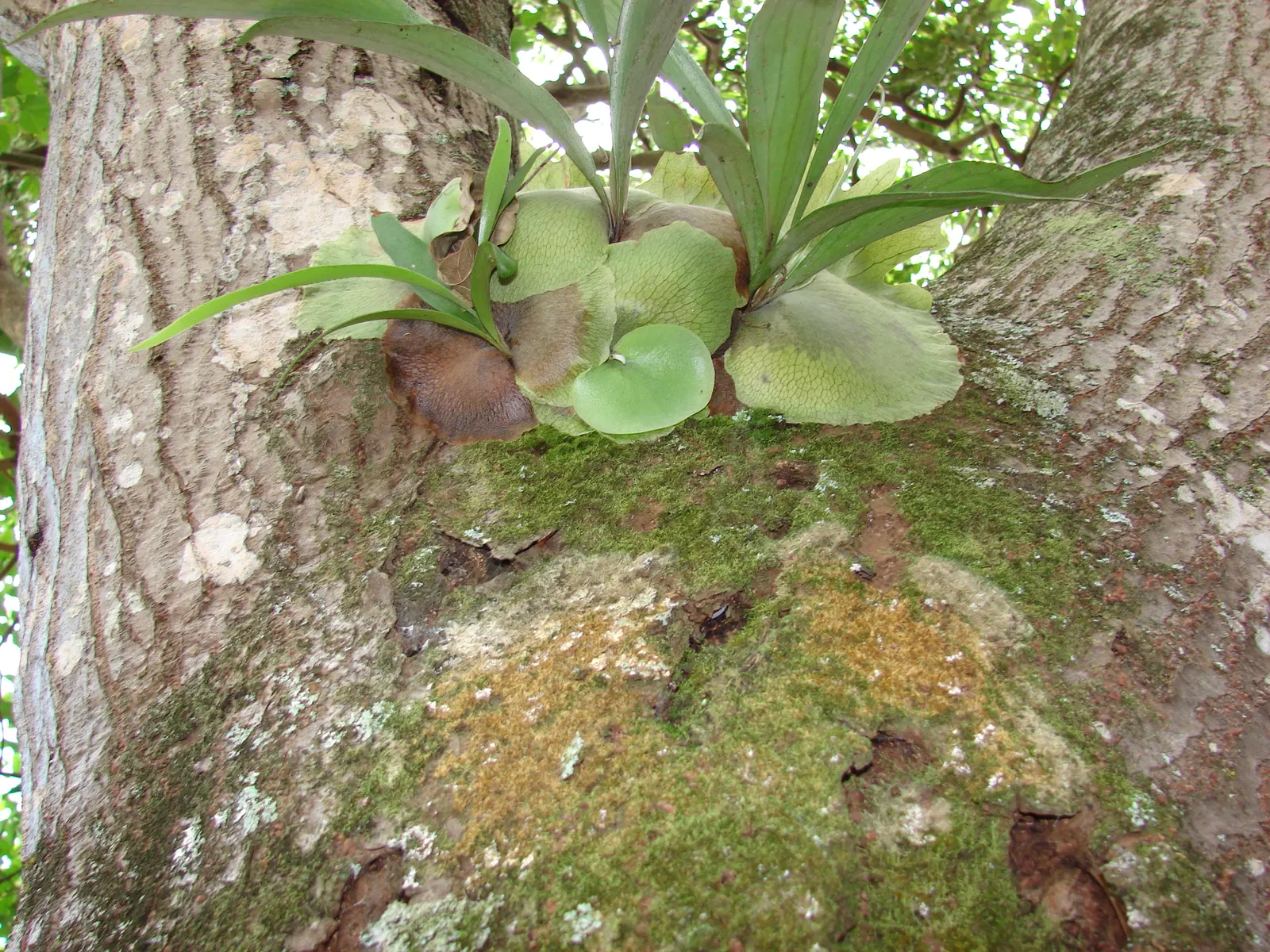 Staghorn Fern (Platycerium Bifurcatum) — foliar fronds which are the elongated; with fertile fronds reaching up to 3 ft in length, image 106