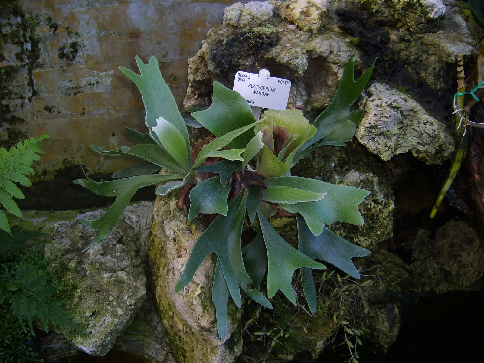 Staghorn Fern (Platycerium Bifurcatum) — requiring minimal soil and mounting on organic materials like wood for optimal growth; fern for half, image 76