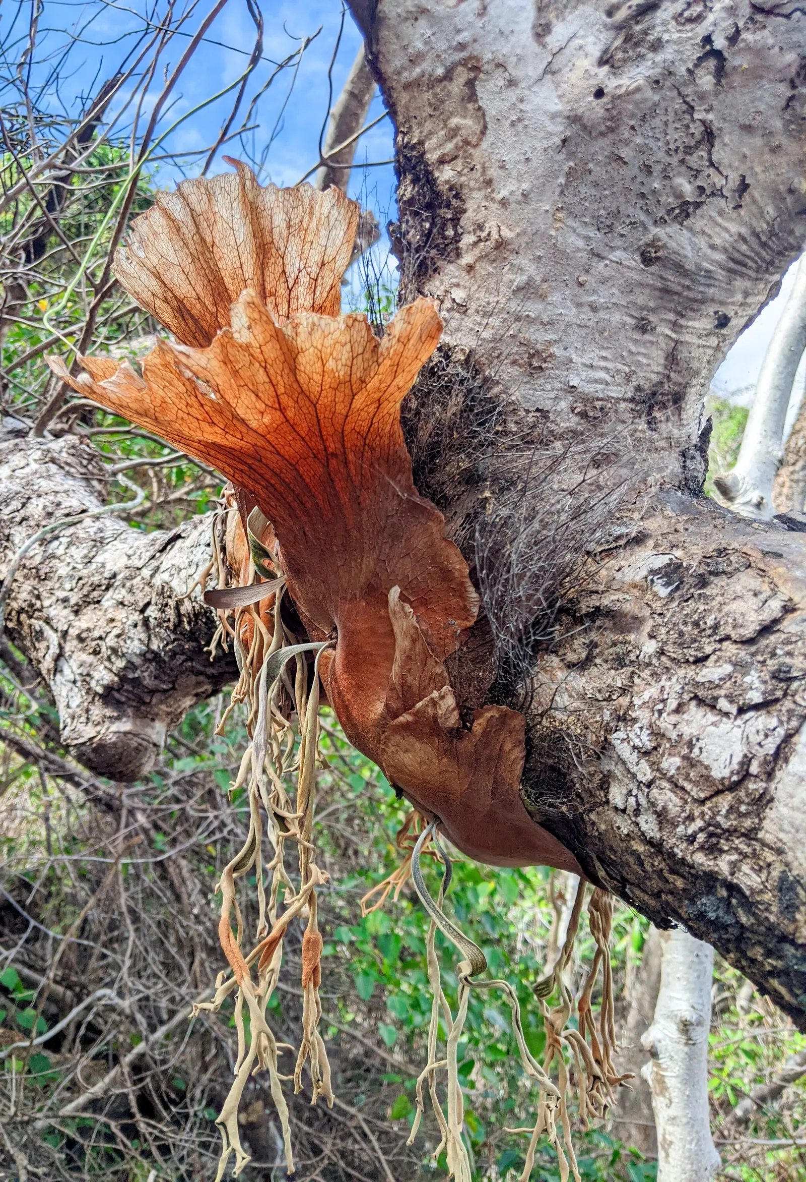 Staghorn Fern (Platycerium Bifurcatum) — mimicking its native tropical habitat; commonly known as Staghorn Fern, image 86