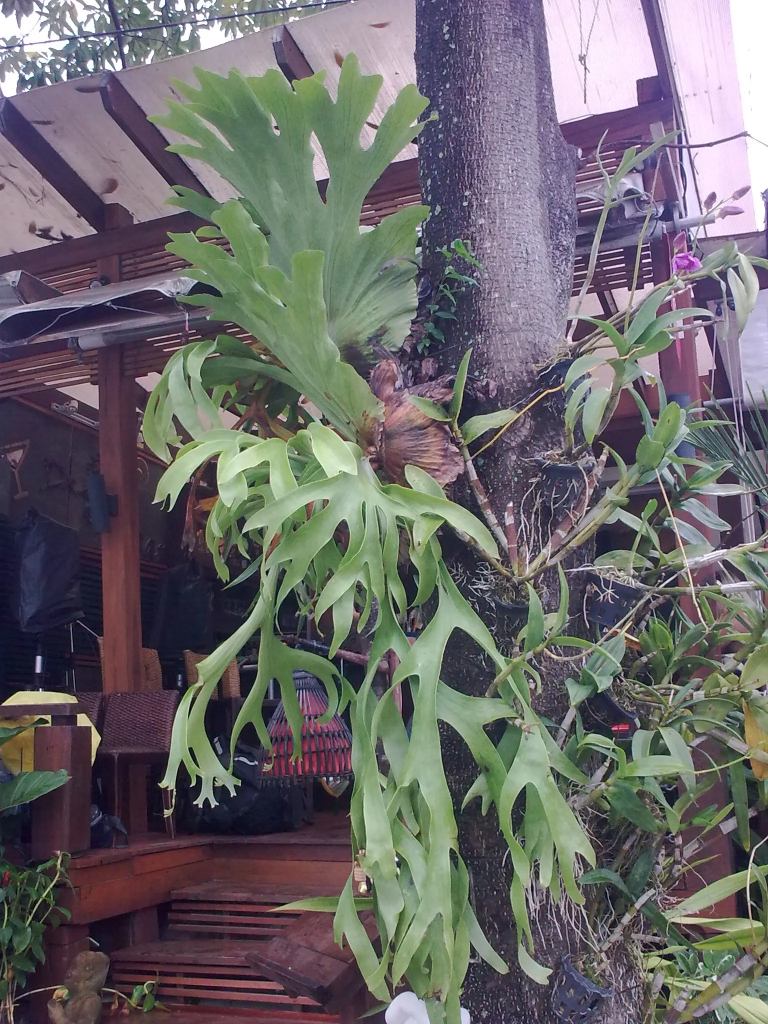 Staghorn Fern (Platycerium Bifurcatum) — appreciating the warmth and dappled light of these regions; ideal for USDA Zones 9-12, image 126