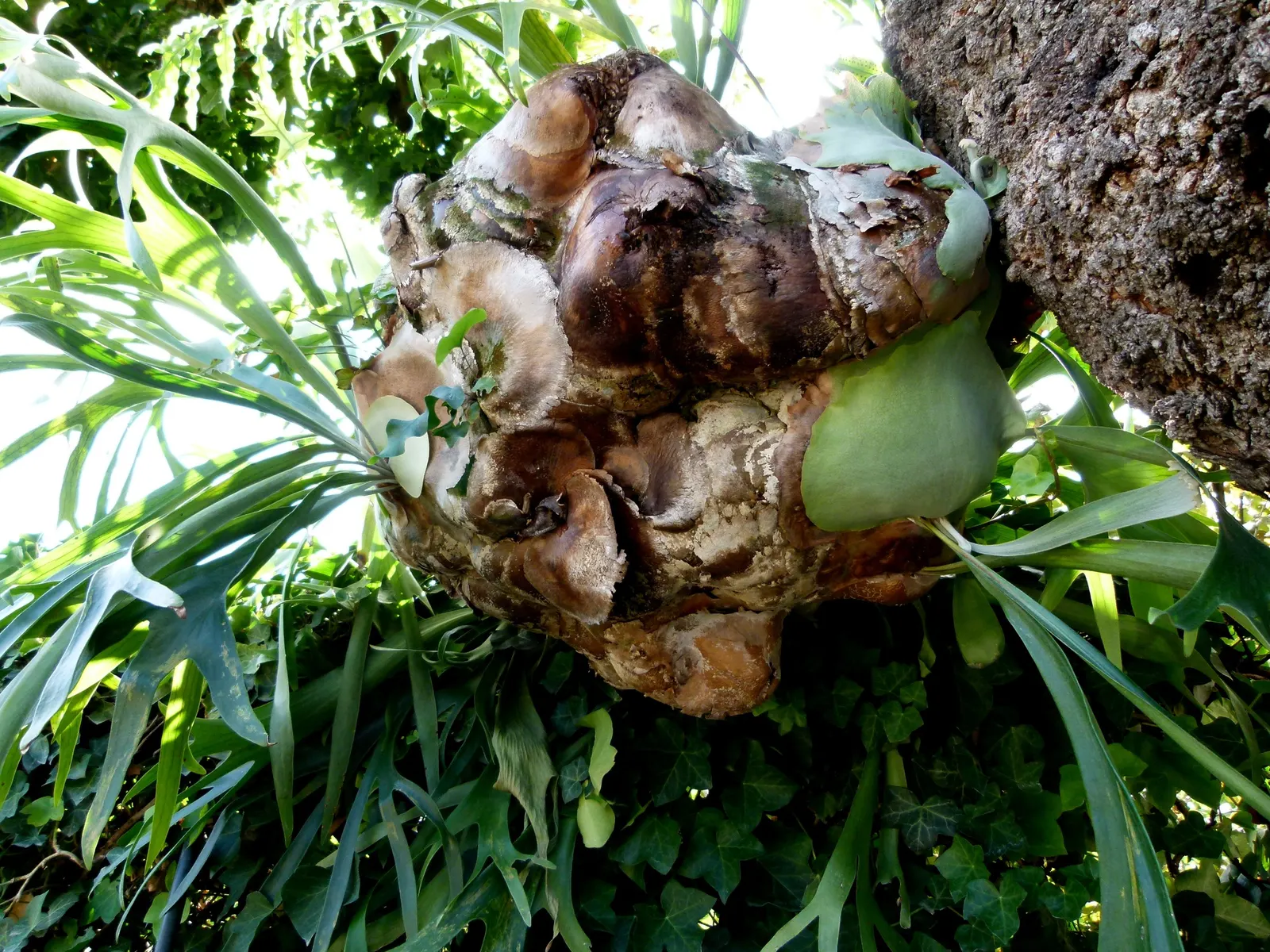 Staghorn Fern (Platycerium Bifurcatum) — commonly known as Staghorn Fern; this fern offers a dramatic vertical element to shaded landscapes