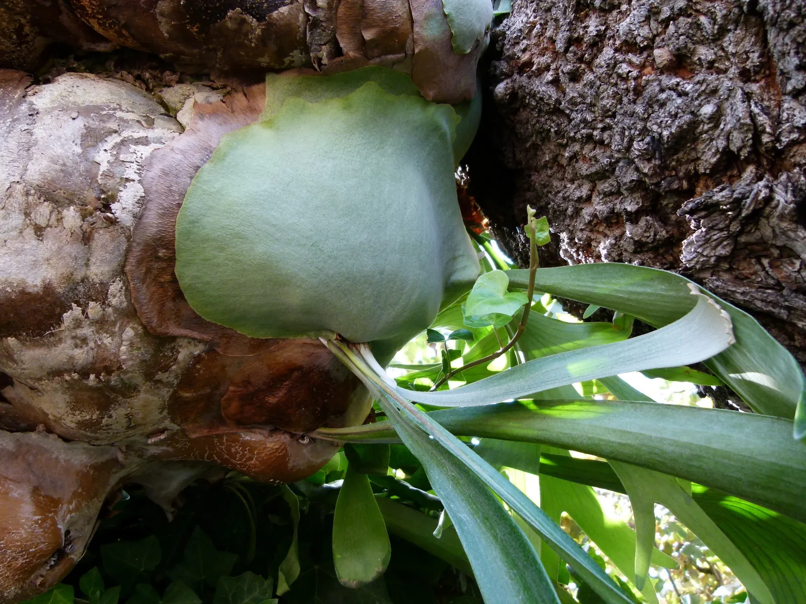Staghorn Fern (Platycerium Bifurcatum) — commonly known as Staghorn Fern