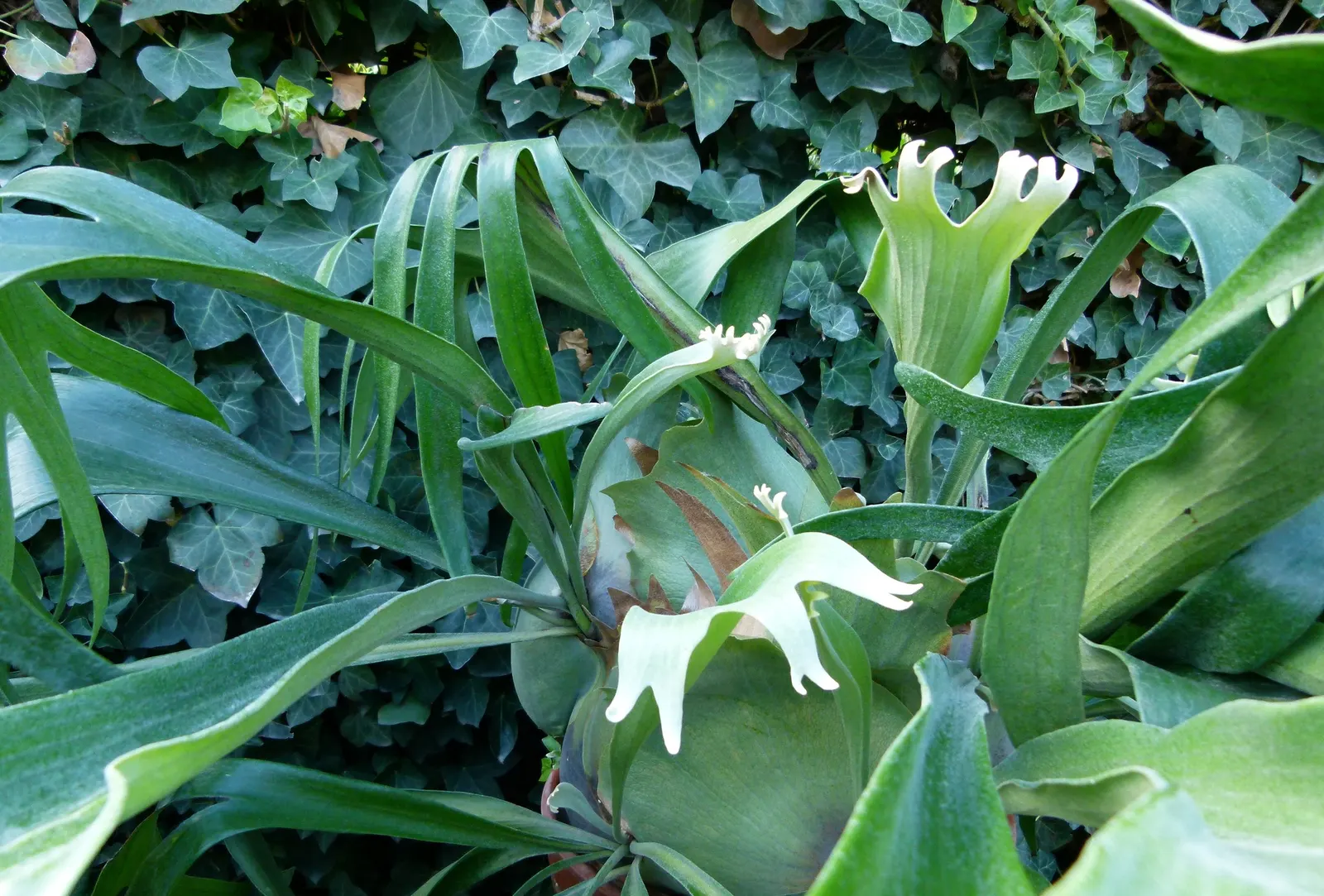 Staghorn Fern (Platycerium Bifurcatum) — Watering requirements typically involve misting several times a week rather than traditional soil, image 89