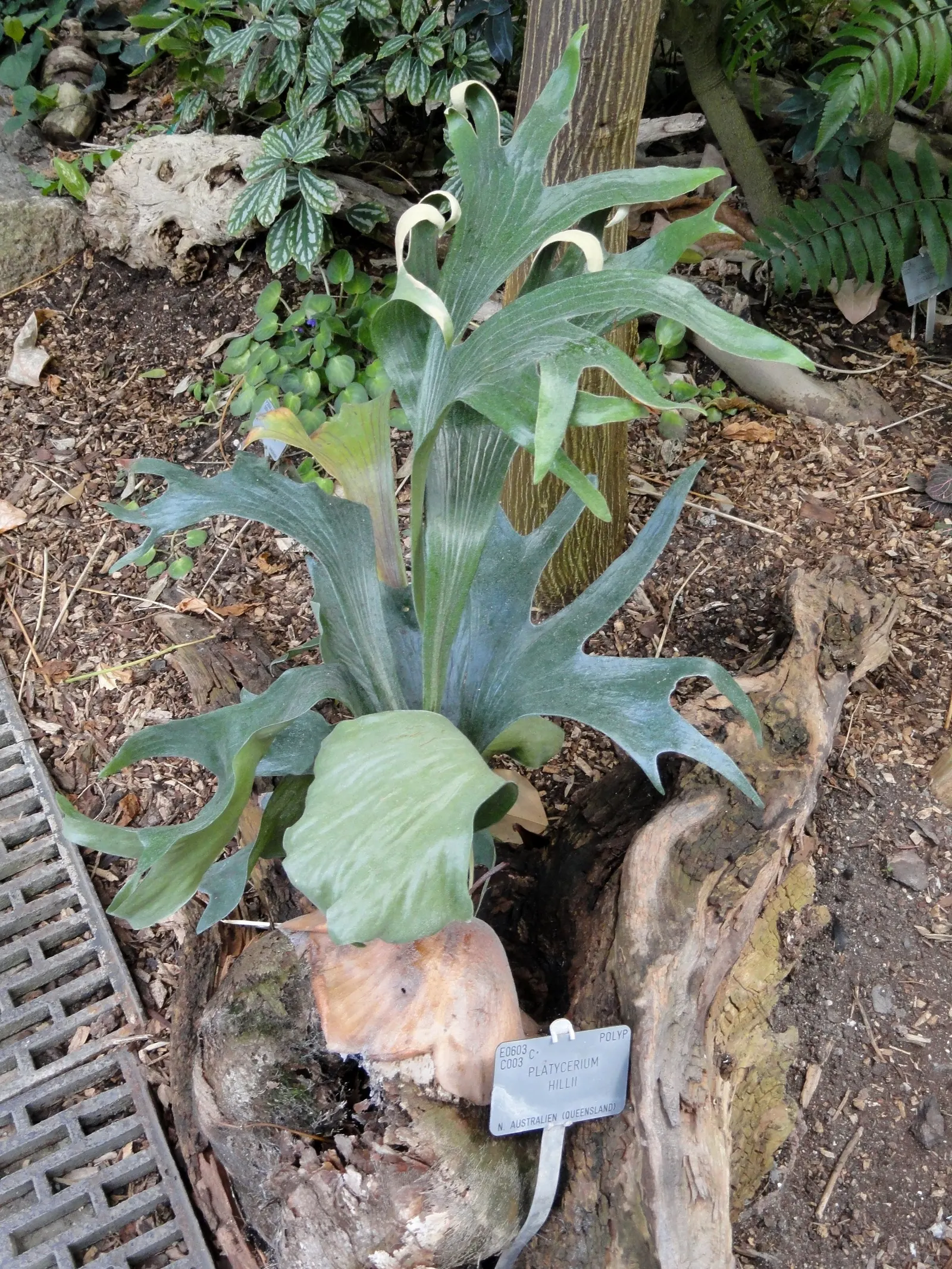 Staghorn Fern (Platycerium Bifurcatum) — The fern generally showcases two types of fronds: the sterile, image 127