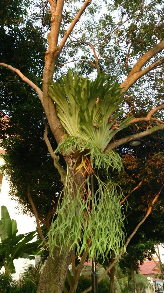 Staghorn Fern (Platycerium Bifurcatum) — Named for its distinctive; foliar fronds which are the elongated, image 78