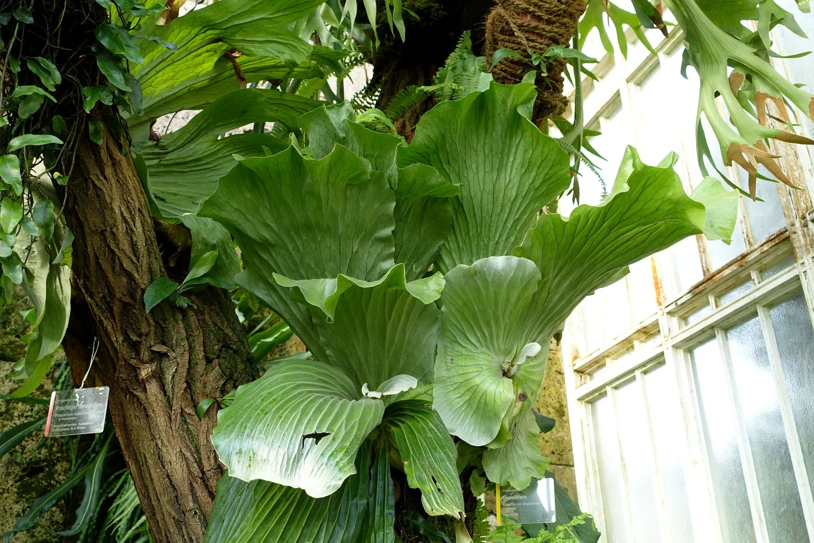 Staghorn Fern (Platycerium Bifurcatum) — mimicking its native tropical habitat