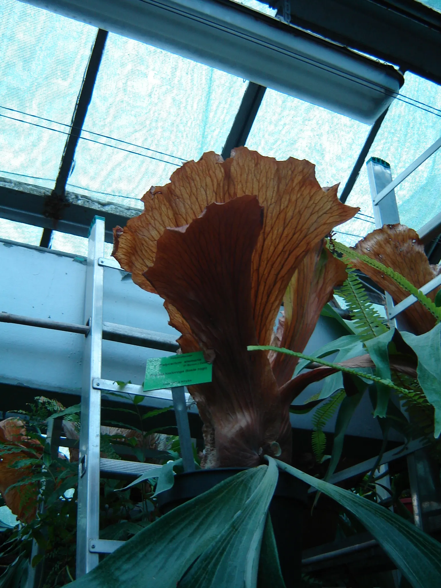 Staghorn Fern (Platycerium Bifurcatum) — As such, north-facing walls or trees that provide filtered sunlight are ideal locations; the Staghorn, image 87