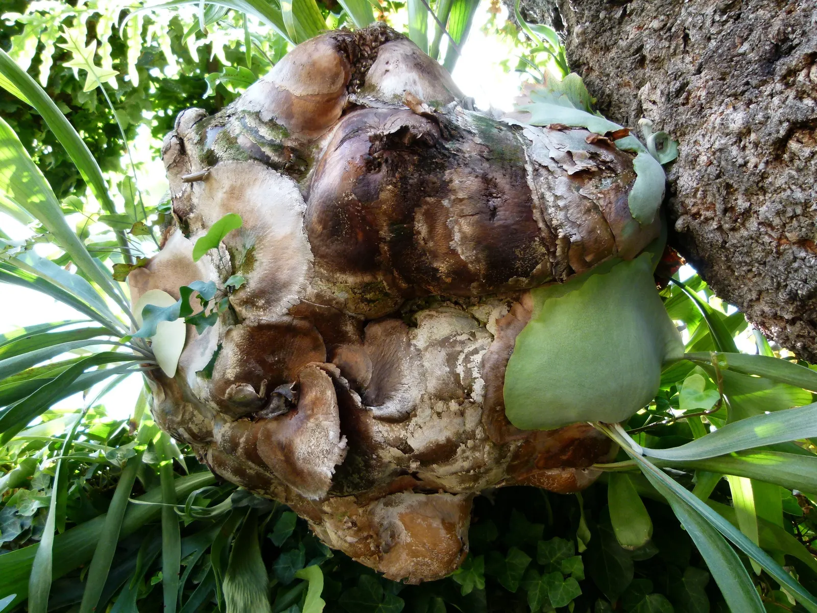 Staghorn Fern (Platycerium Bifurcatum) — foliar fronds which are the elongated; with fertile fronds reaching up to 3 ft in length