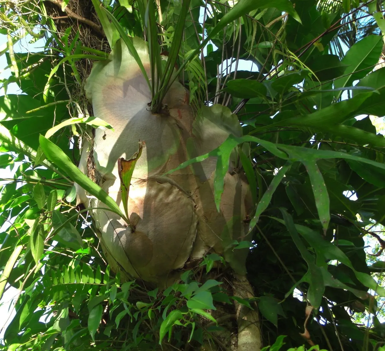 Staghorn Fern (Platycerium Bifurcatum) — with foliar fronds reaching lengths up to 3 feet