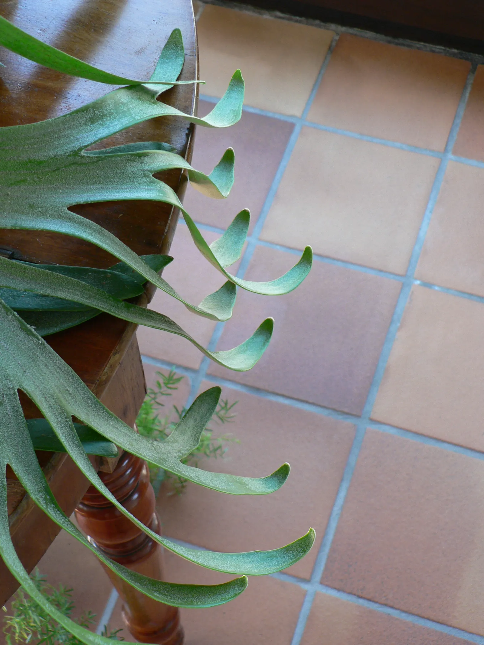 Staghorn Fern (Platycerium Bifurcatum) — bifurcated structures projecting outward.<br><br>When incorporating the Staghorn Fern into landscape, image 61