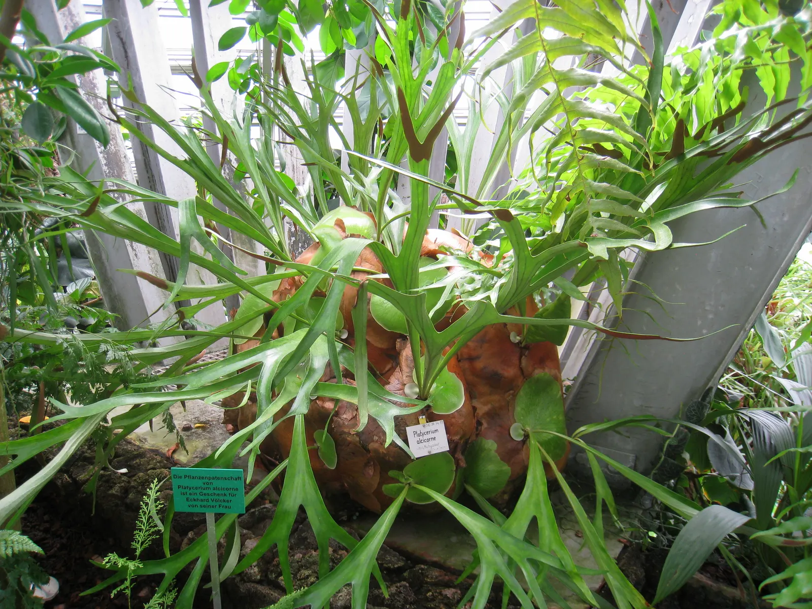 Staghorn Fern (Platycerium Bifurcatum) — Ideal for USDA Zones 9-12; named for its distinctive, image 51