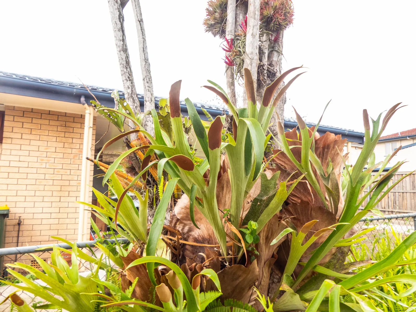 Staghorn Fern (Platycerium Bifurcatum) — sure to impress and enchant for years to come; basal fronds which grow close to the mounting surface, image 114