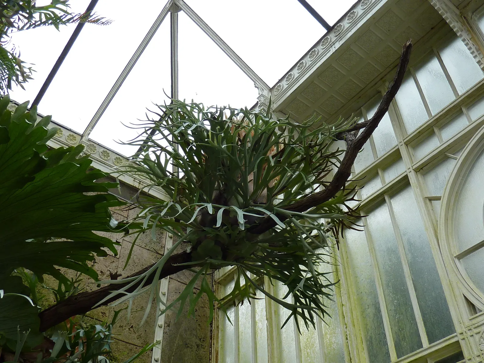 Staghorn Fern (Platycerium Bifurcatum) — is an epiphytic specimen prized for its distinctive forked fronds that resemble deer antlers; appreciating the warmth