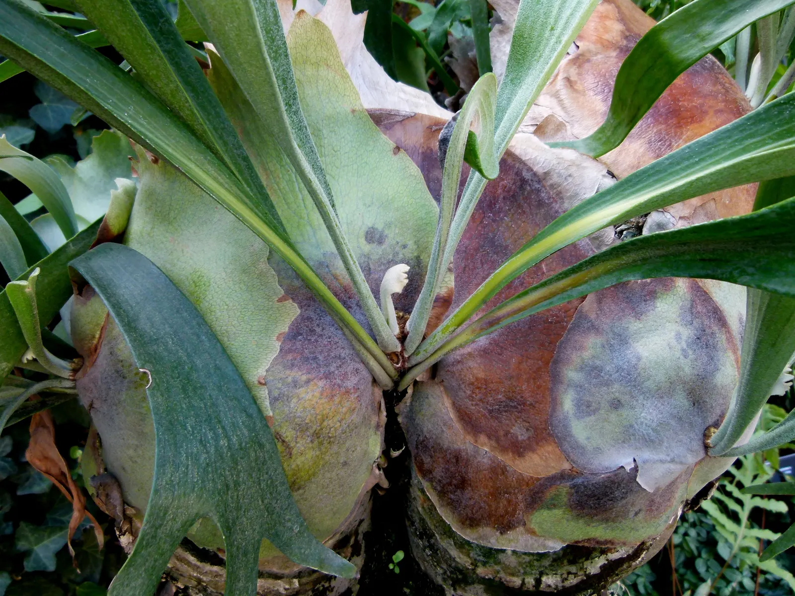 Staghorn Fern (Platycerium Bifurcatum) — commonly known as Staghorn Fern; this fern offers a dramatic vertical element to shaded landscapes, image 47